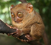 DingVill > The endangered Philippine tarsier, endogenous only in Bohol island.