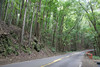 DingVill > The man-made forest in bohol.