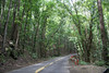 DingVill > Mahogany trees in this man made forest in bohol.